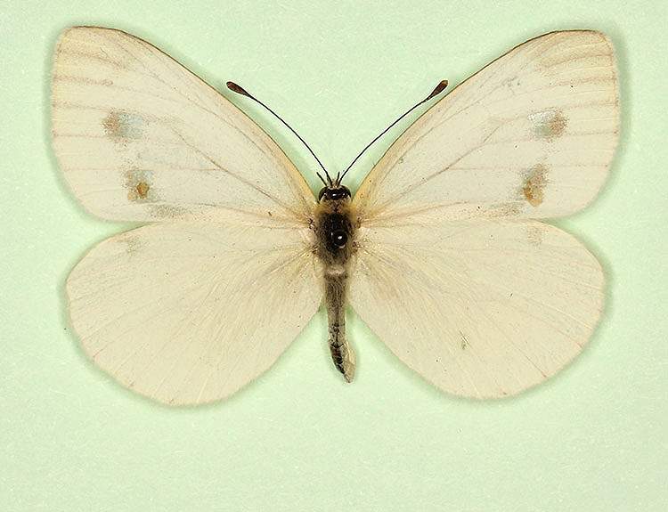 Pieris napi female (aberrant form pallidus) (Internet Image property of respective owner, non-commercial use only)